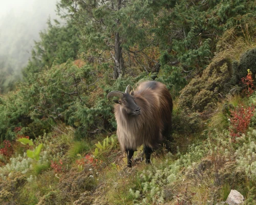 Himalayan Tahr Seen During The Everest Base Camp Trek
