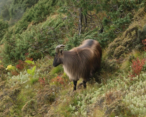 Himalayan Tahr
