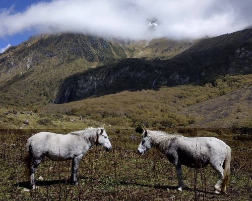 Horses Are On The Way