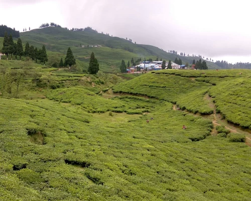 Kanyam Tea Cultivated Area