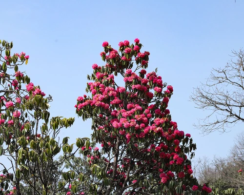 Rhododendron Flower Along The Trail