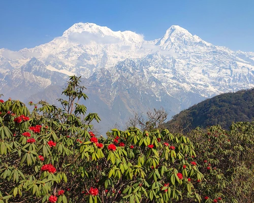 Rhododendron Flower And Mount Annapurna South And Hiuchuli In The Backdrop.
