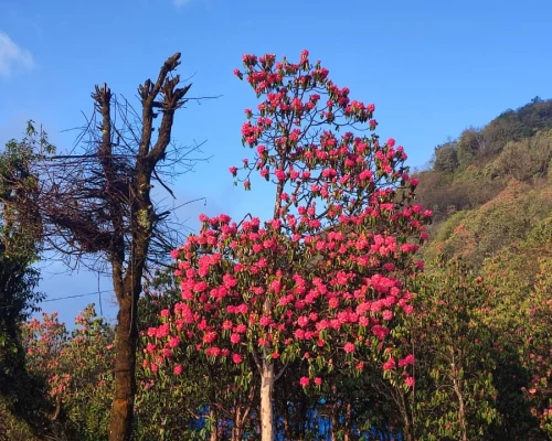 Rhododendron Tree At Mardi Trek