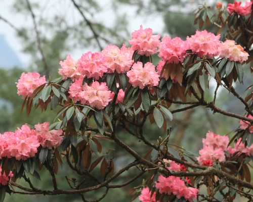 Rhododenron Flower Blooing In Spring On The Way To Everest Base Camp