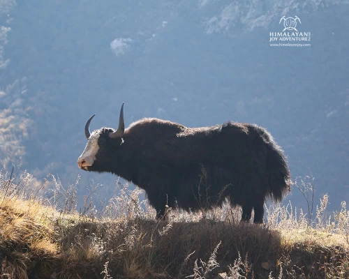 Yak In Langtang Valley